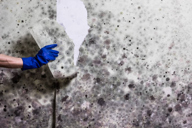 Trusted Dunmore, PA Mold Remediation Experts